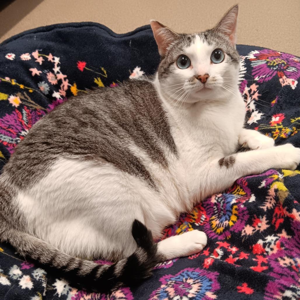 Charlotte, a Adoptable mixed breed in East Hampton, NY image 4/4