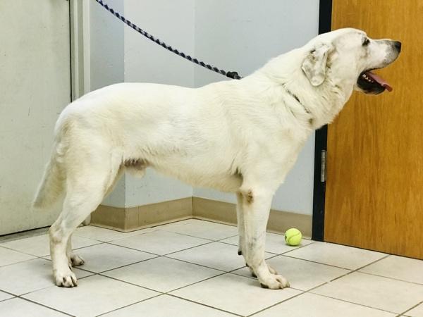 Enlarge Knox, a Adoptable mixed breed in Osage Beach, MO image 1/6