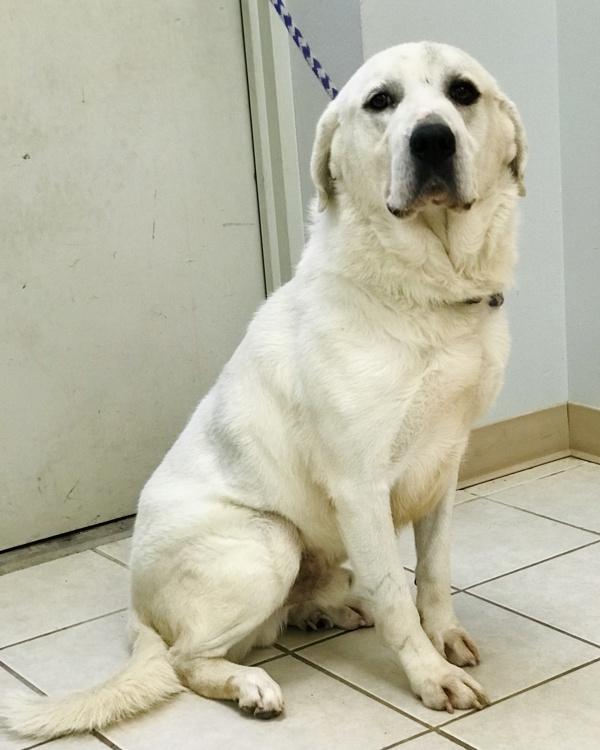 Enlarge Knox, a Adoptable mixed breed in Osage Beach, MO image 3/6