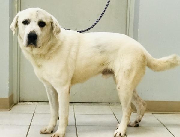 Enlarge Knox, a Adoptable mixed breed in Osage Beach, MO image 6/6