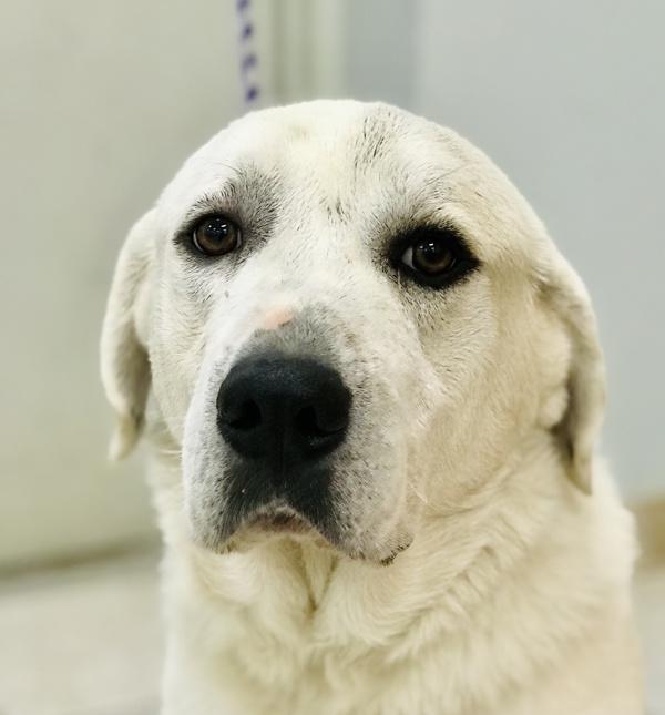 Enlarge Knox, a Adoptable mixed breed in Osage Beach, MO image 3/6