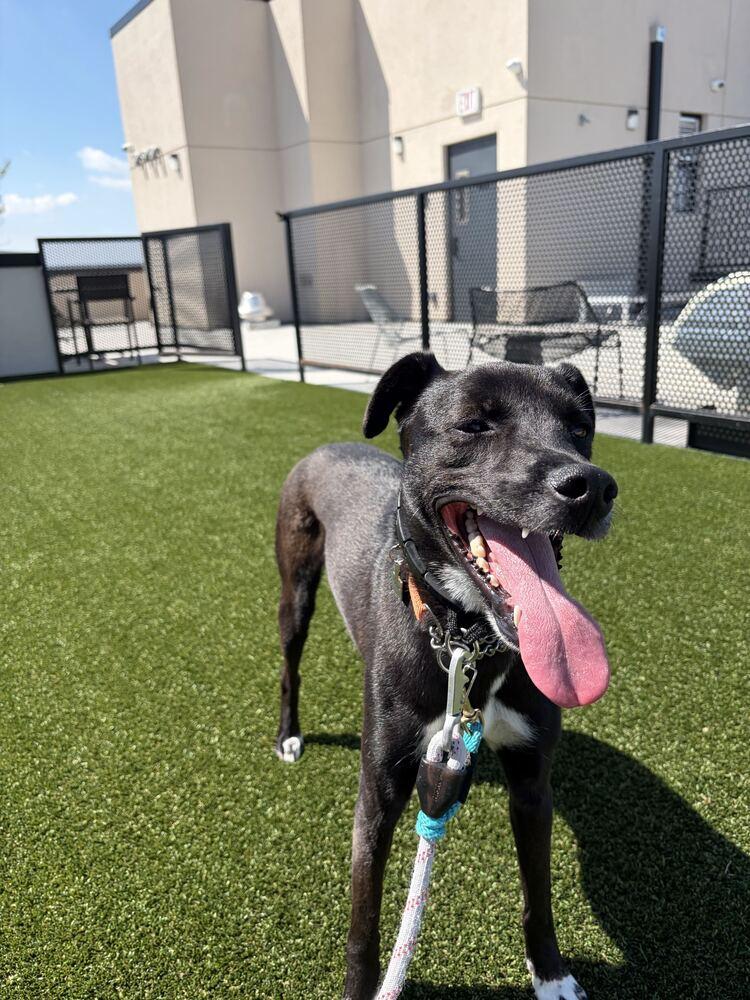 Enlarge Myong Wang, a Adoptable Jindo in Long Island City, NY image 1/6