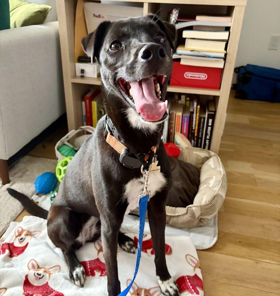 Enlarge Myong Wang, a Adoptable Jindo in Long Island City, NY image 2/6