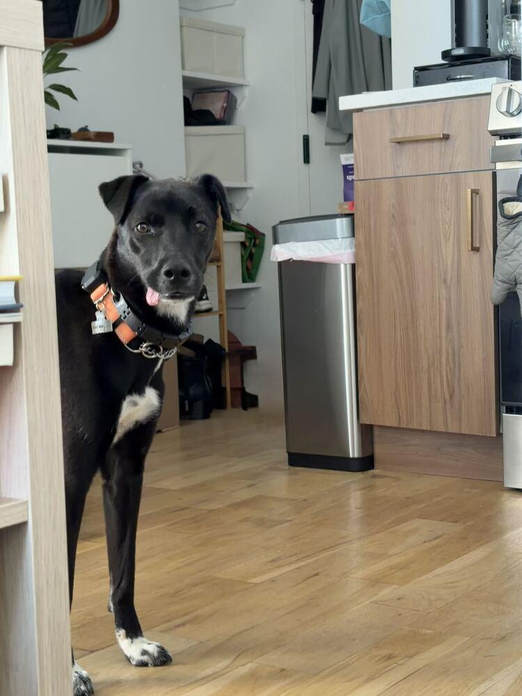 Enlarge Myong Wang, a Adoptable Jindo in Long Island City, NY image 4/6