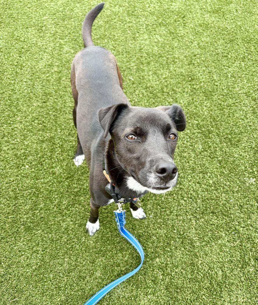 Enlarge Myong Wang, a Adoptable Jindo in Long Island City, NY image 5/6