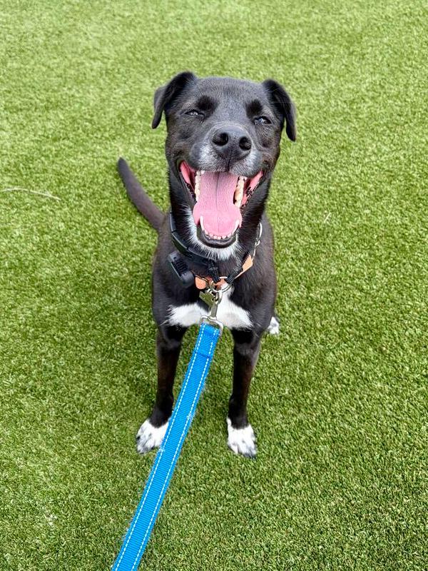 Enlarge Myong Wang, a Adoptable Jindo in Long Island City, NY image 6/6