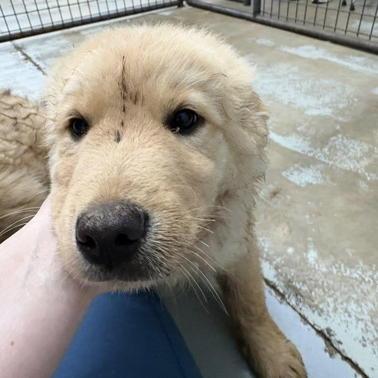 Colin, ADOPTABLE, Puppy Male Golden Retriever.