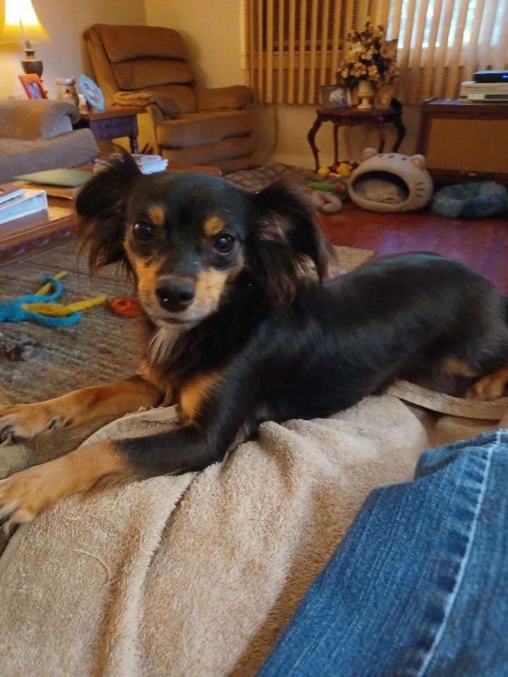 Enlarge Hershey, Twizzler & Snickers, a Adoptable mixed breed in Chalmette, LA image 2/6