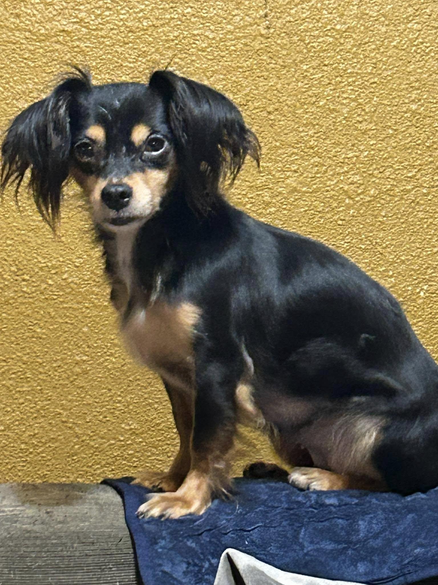 Enlarge Hershey, Twizzler & Snickers, a Adoptable mixed breed in Chalmette, LA image 1/6