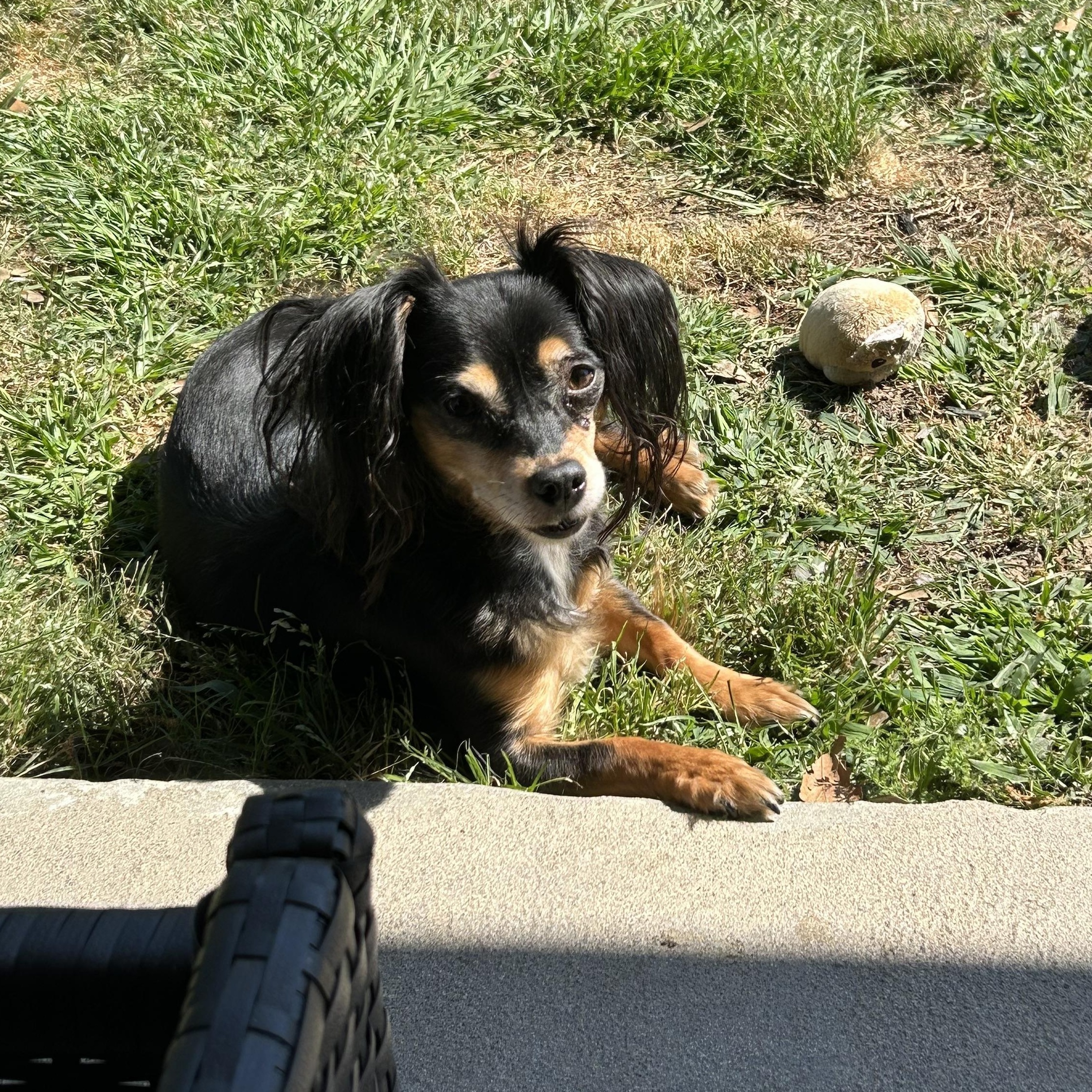 Enlarge Hershey, Twizzler & Snickers, a Adoptable mixed breed in Chalmette, LA image 5/6