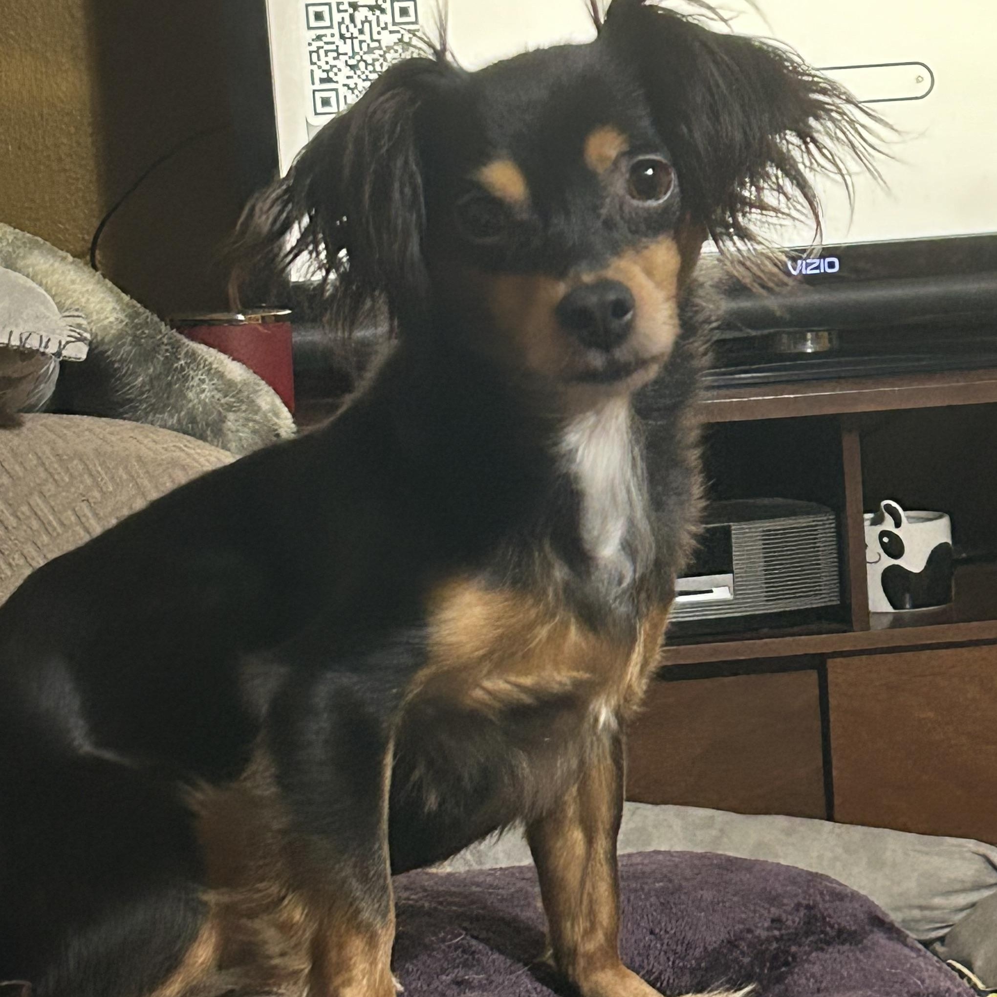 Enlarge Hershey, Twizzler & Snickers, a Adoptable mixed breed in Chalmette, LA image 6/6