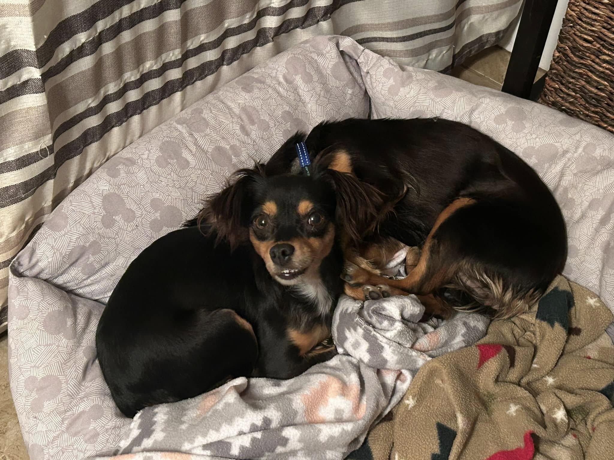 Enlarge Hershey, Twizzler & Snickers, a Adoptable mixed breed in Chalmette, LA image 4/6