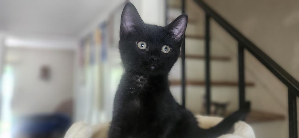 Enlarge Adella, a Adoptable Domestic Short Hair in Henrico, VA image 1/2