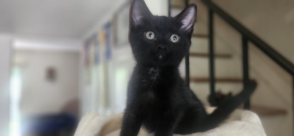 Enlarge Adella, a Adoptable Domestic Short Hair in Henrico, VA image 2/2