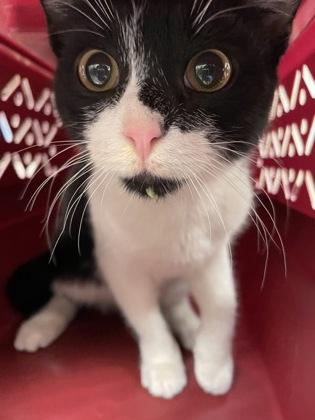 Bart, Adoptable, Kitten Male Domestic Short Hair & Domestic Short Hair.