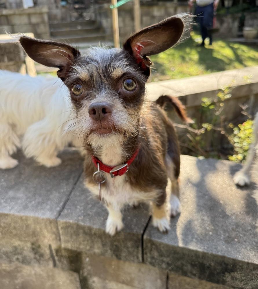 Gingerbread, Adoptable, Adult Female Terrier.