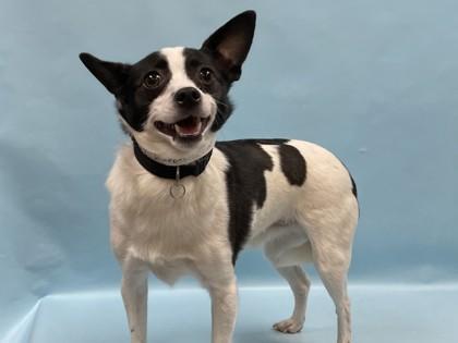 Enlarge Ruben, a Adoptable mixed breed in Coon Rapids, MN image 1/1