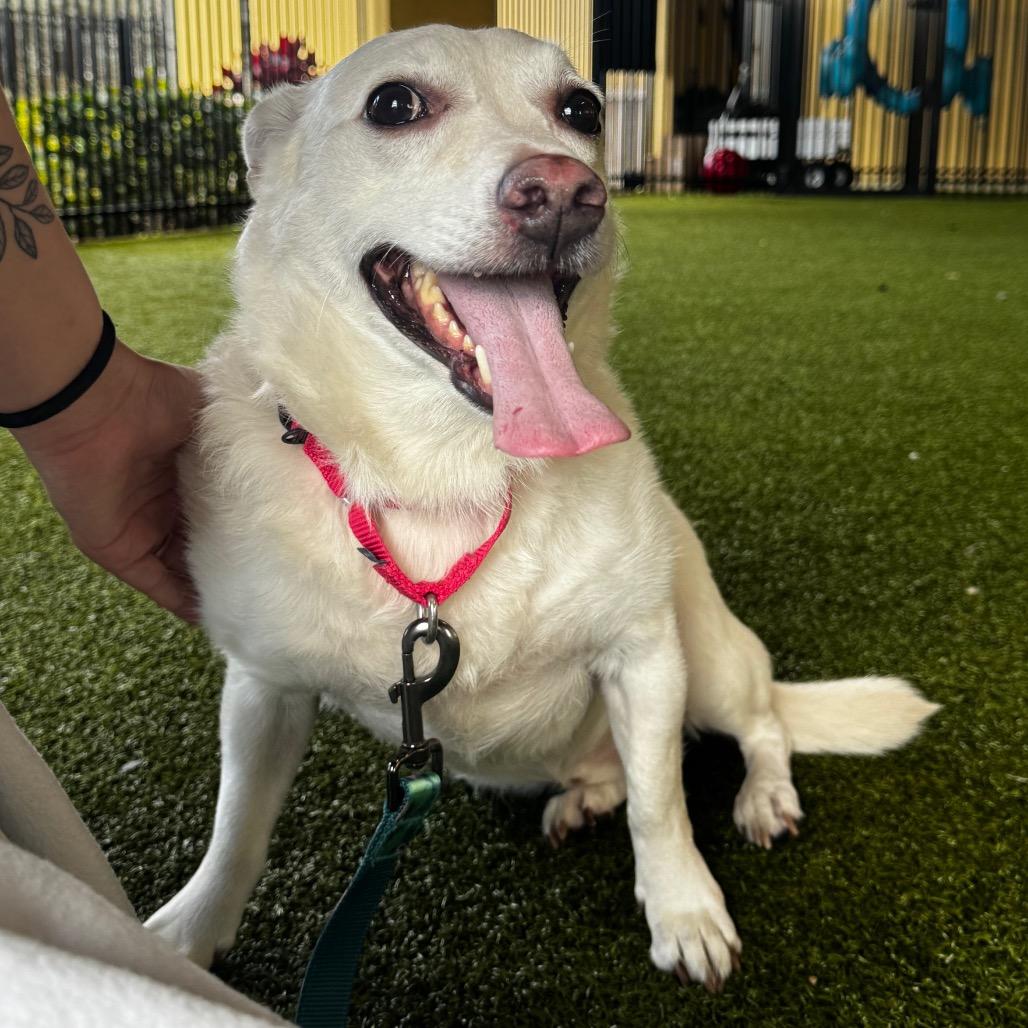 Enlarge Hansel, a Adoptable Mixed Breed in West Palm Beach, FL image 1/5