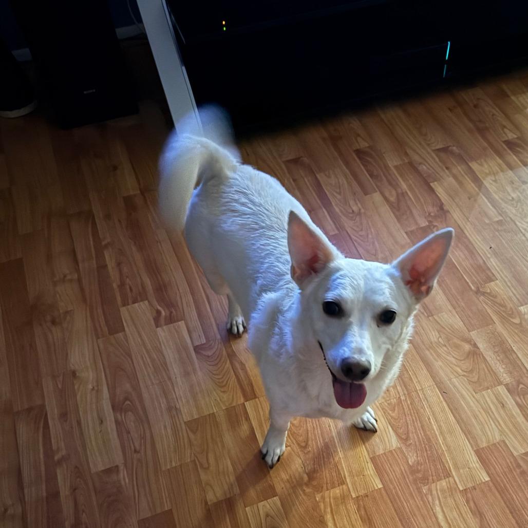 Enlarge Hansel, a Adoptable Mixed Breed in West Palm Beach, FL image 2/5