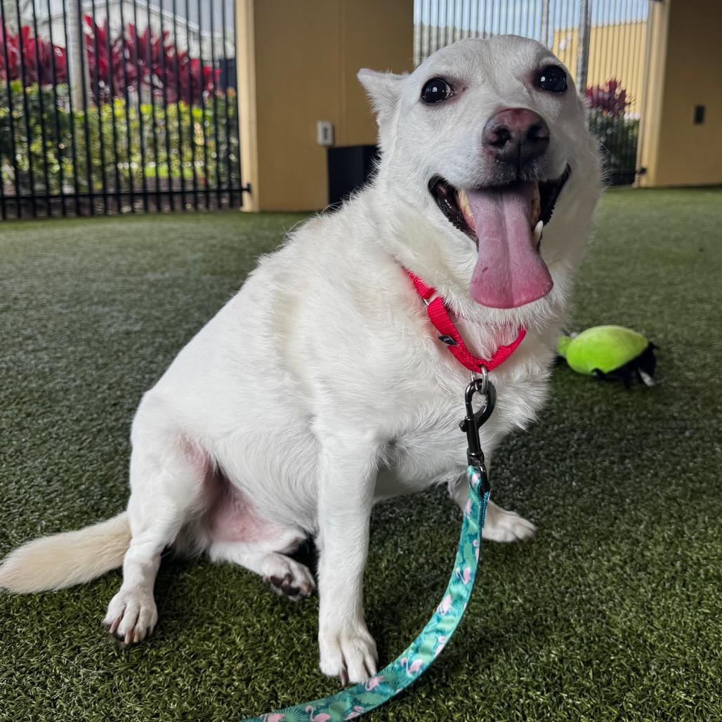 Enlarge Hansel, a Adoptable Mixed Breed in West Palm Beach, FL image 3/5