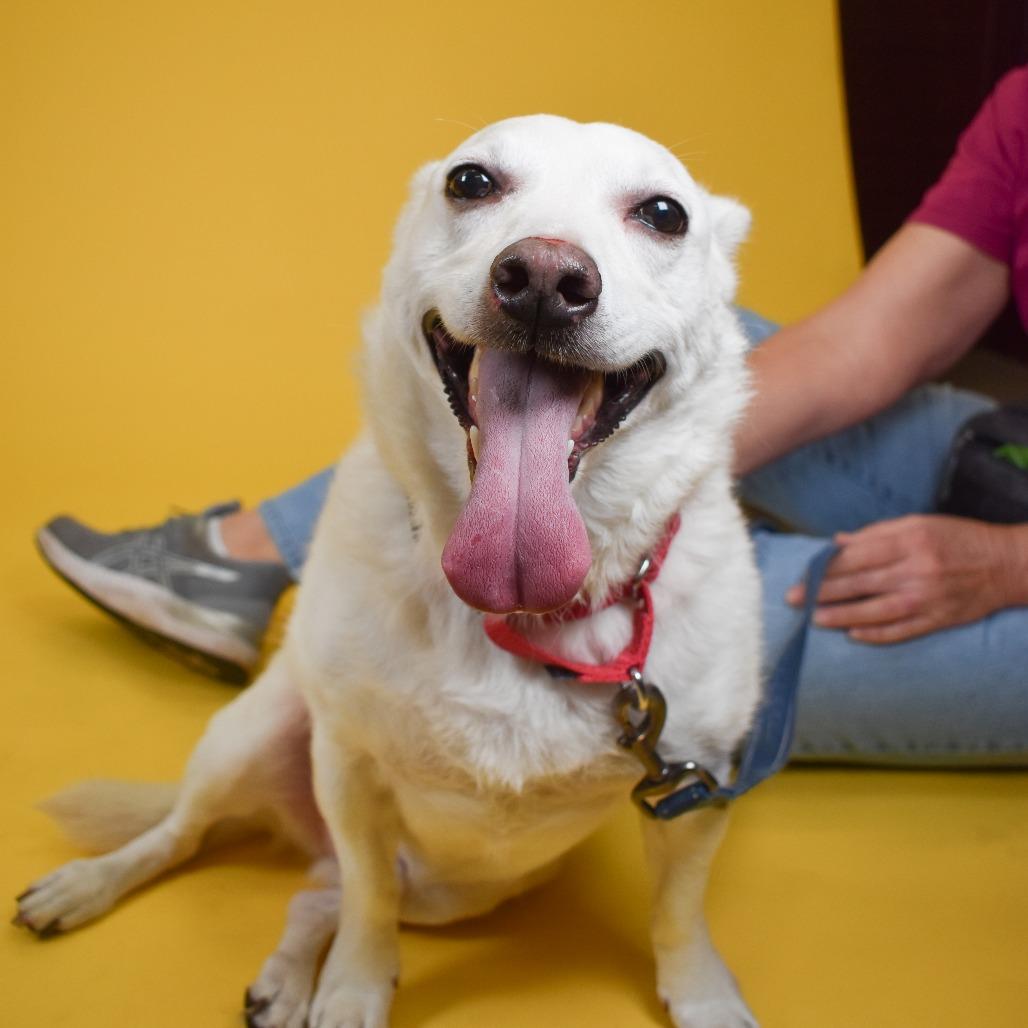 Enlarge Hansel, a Adoptable Mixed Breed in West Palm Beach, FL image 4/5