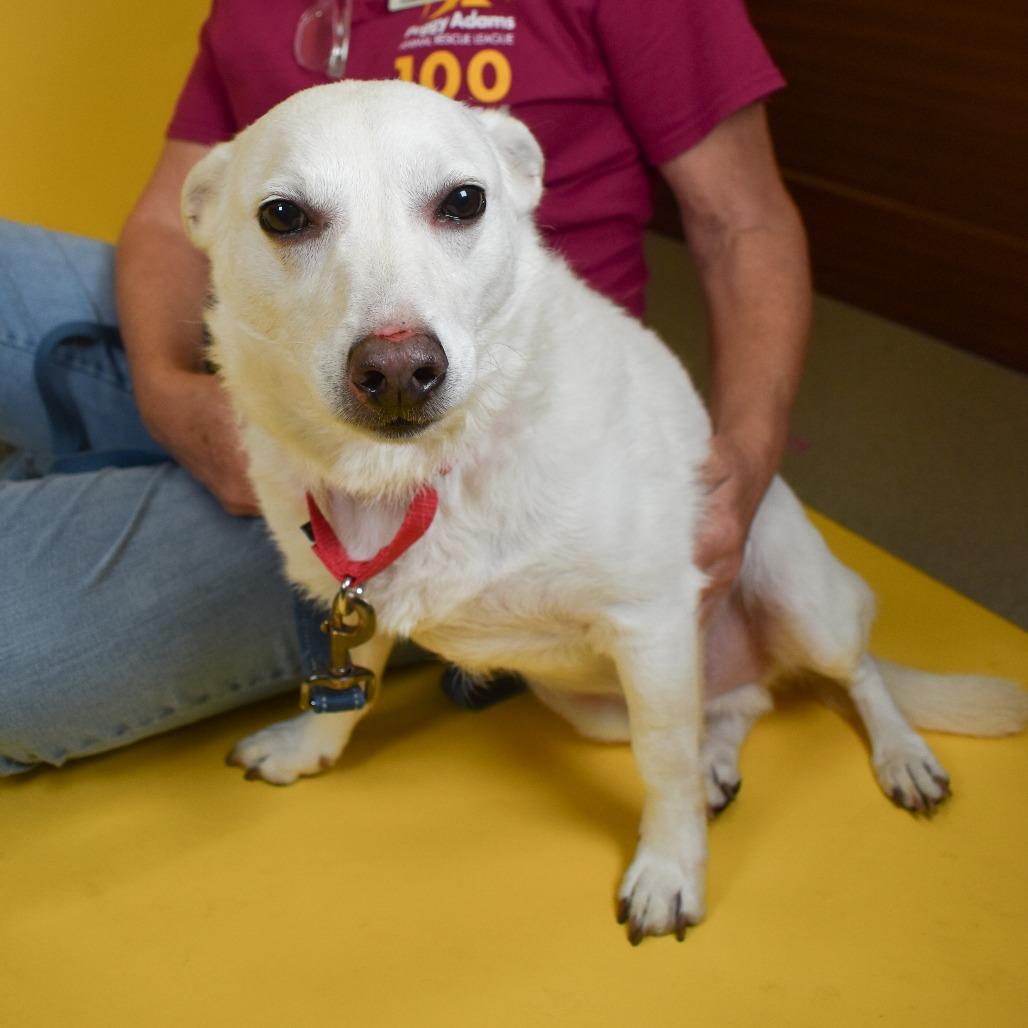 Enlarge Hansel, a Adoptable Mixed Breed in West Palm Beach, FL image 5/5