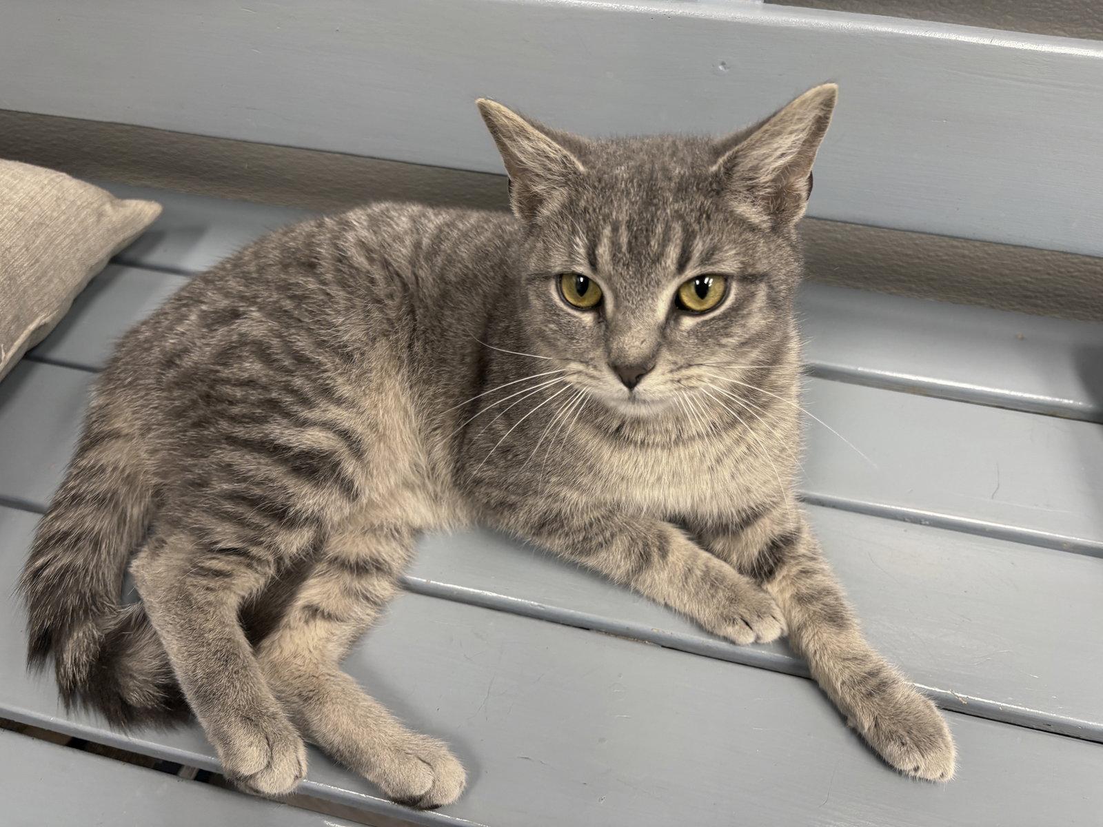 Enlarge Branch- Must Apply in Person !, a Adoptable mixed breed in Georgetown, KY image 3/3