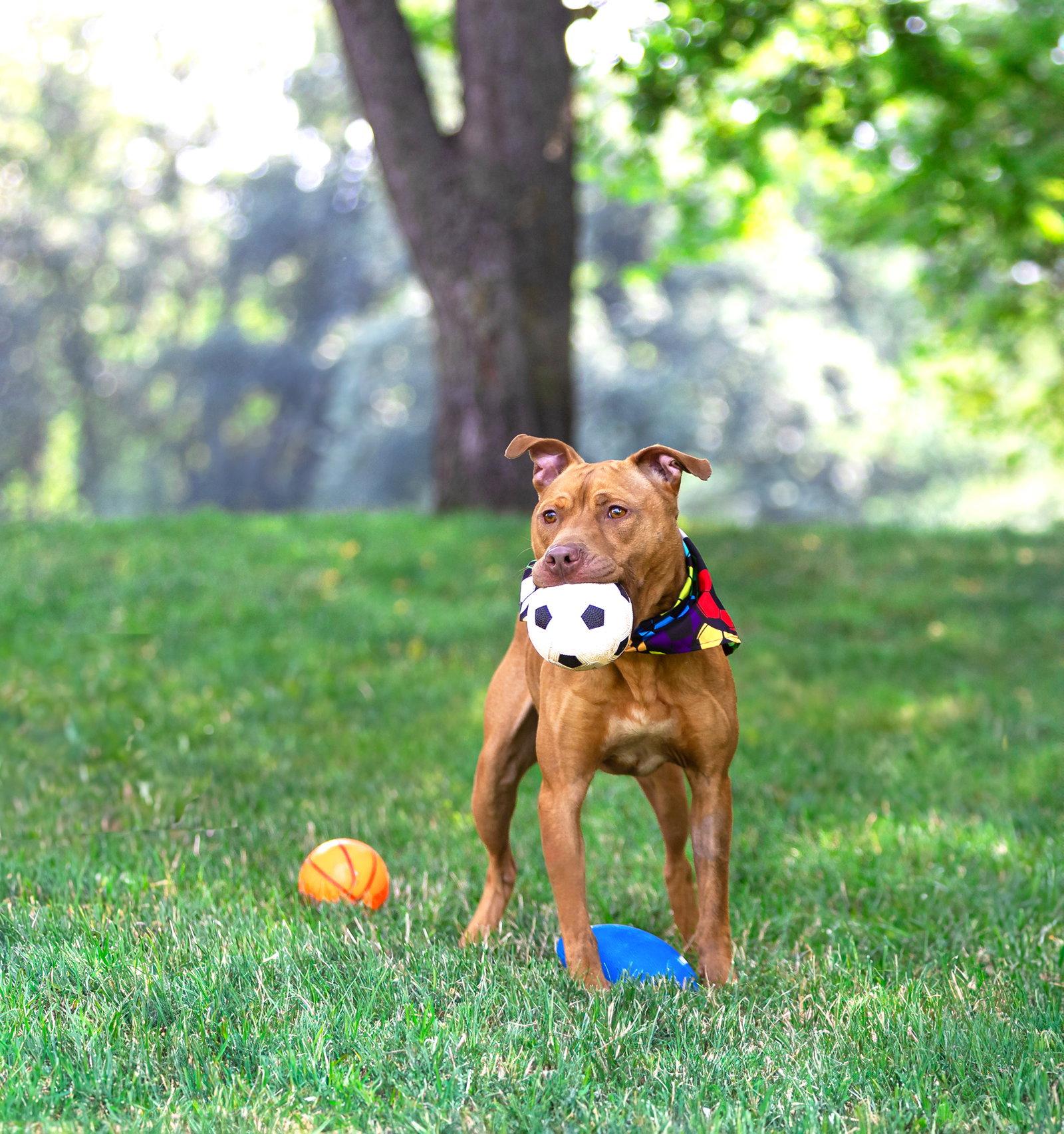 Oscar, Adoptable, Young Male Terrier.