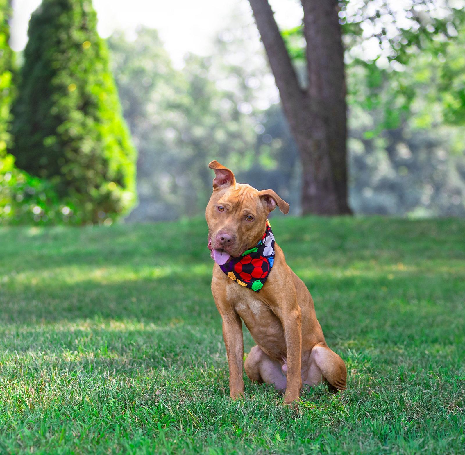 Oscar, a Adoptable Terrier in Coatesville, PA image 3/3