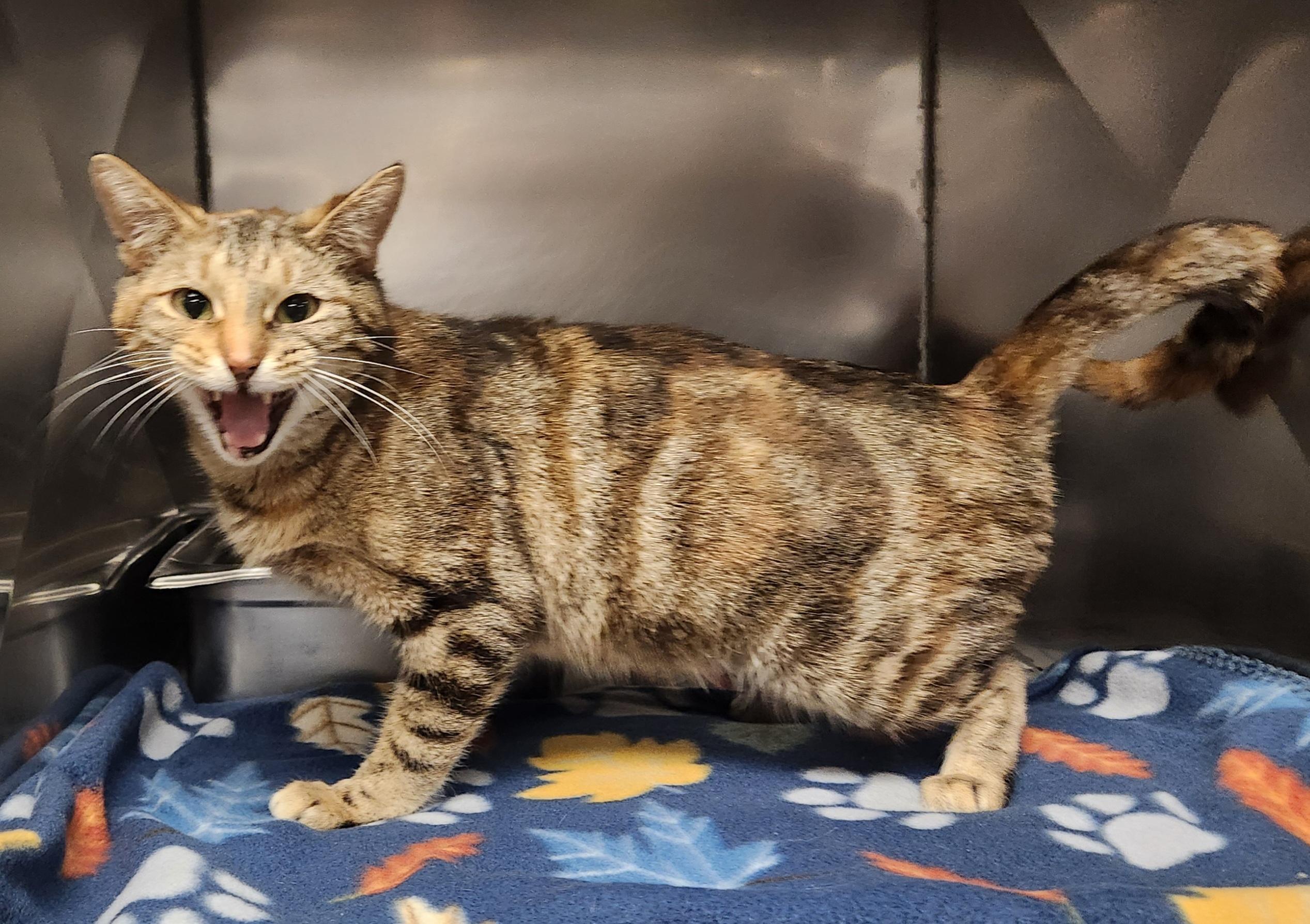 Enlarge Jolene , an adopted Domestic Short Hair in Clayton, NJ image 1/1