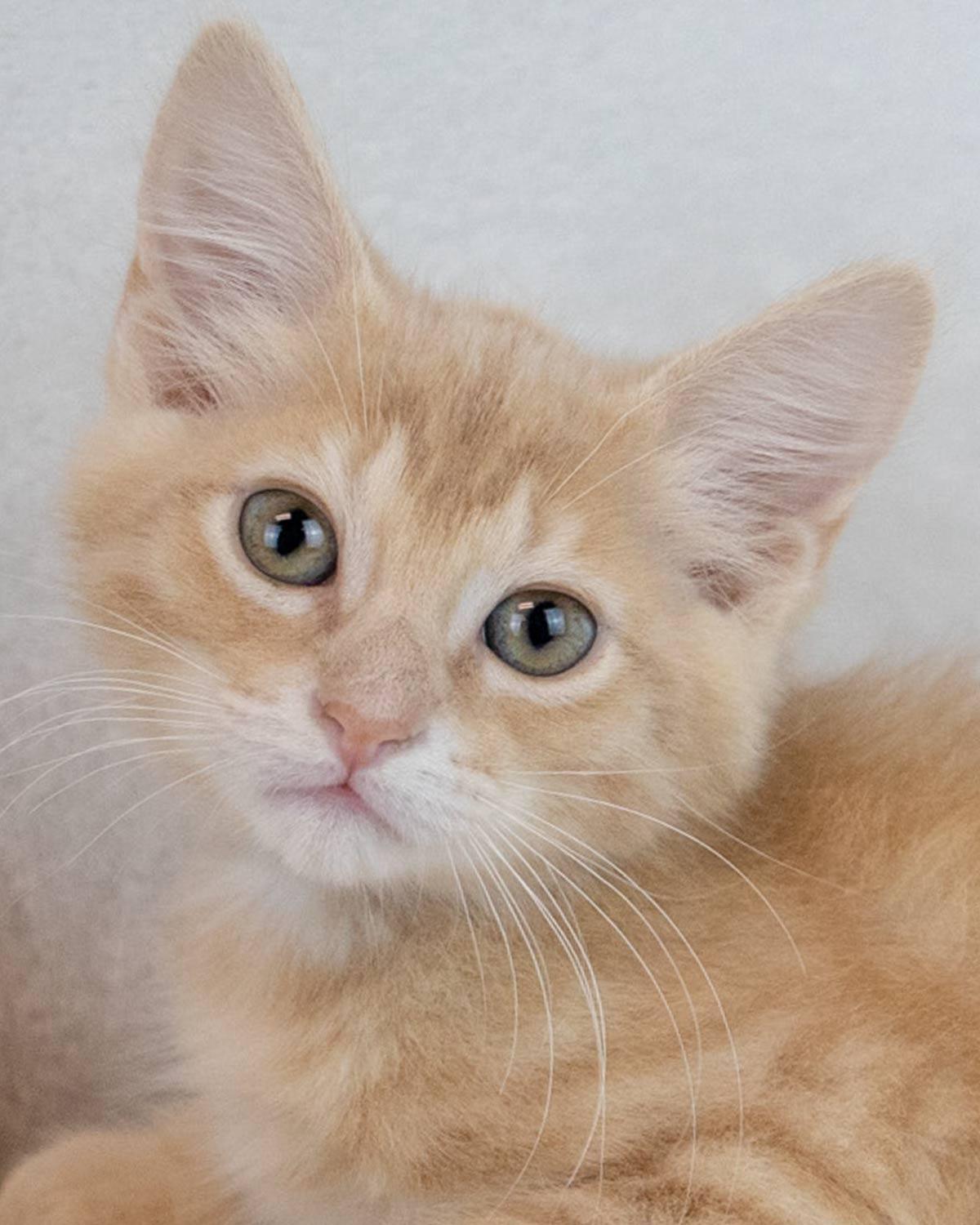 Christiano, Baby Male Domestic Medium Hair