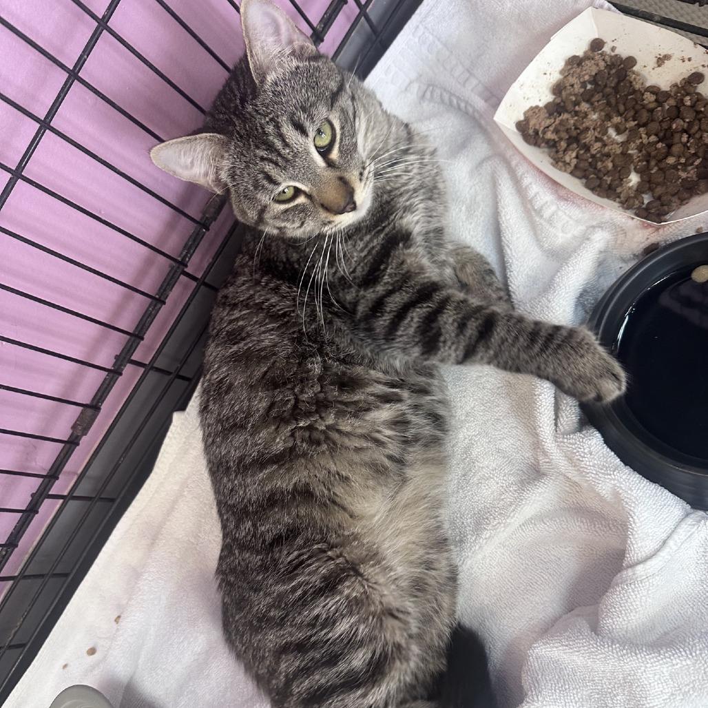Achillobater, Adoptable, Adult Male Domestic Short Hair.