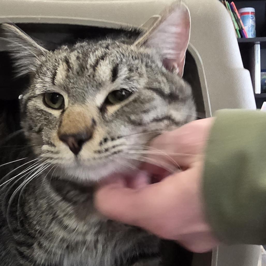 Achillobater, a Adoptable Domestic Short Hair in Branson, MO image 2/6