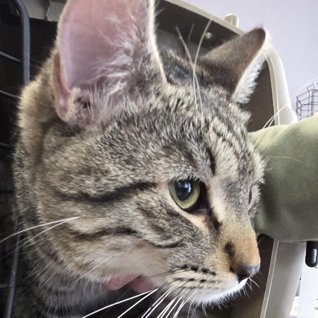 Achillobater, a Adoptable Domestic Short Hair in Branson, MO image 3/6