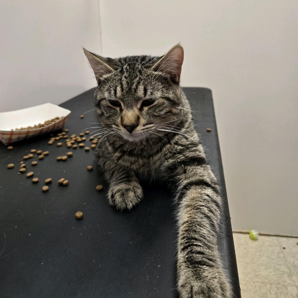 Achillobater, a Adoptable Domestic Short Hair in Branson, MO image 4/6