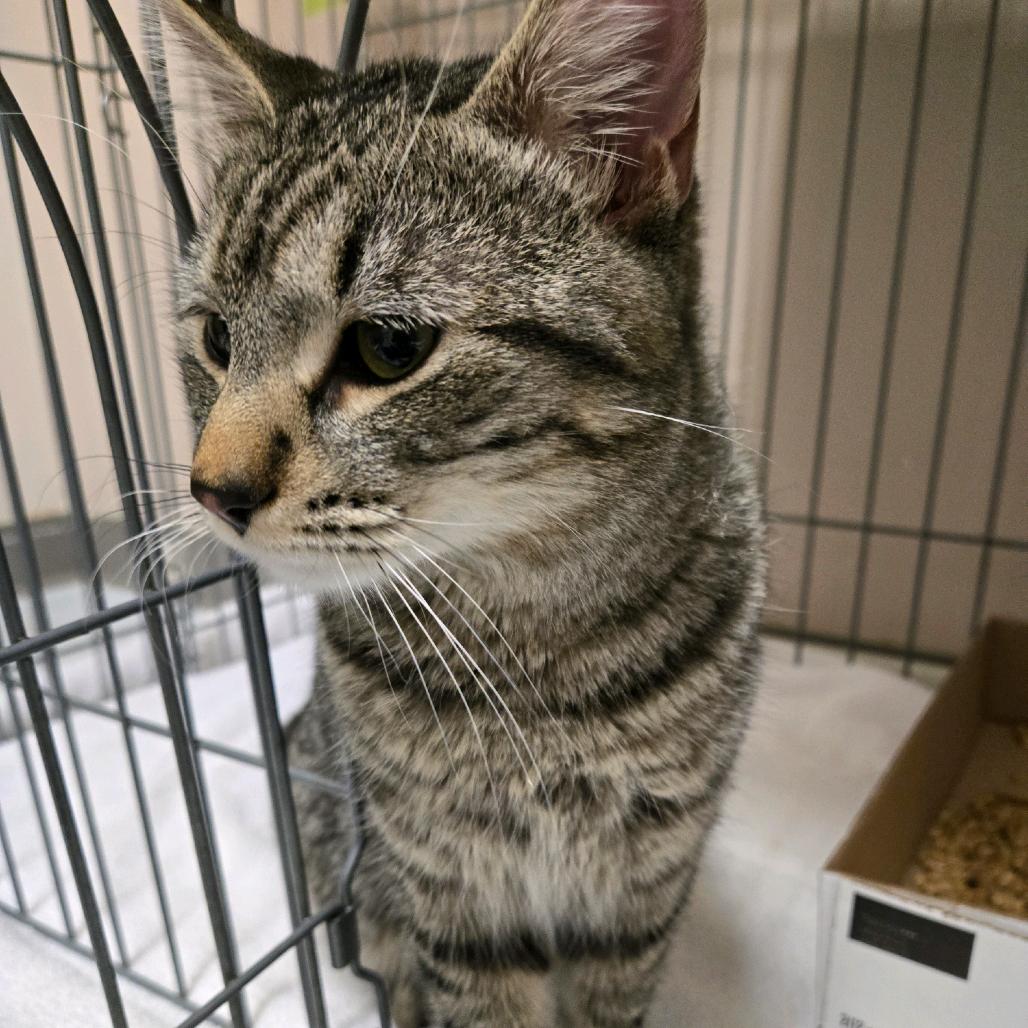 Achillobater, a Adoptable Domestic Short Hair in Branson, MO image 5/6