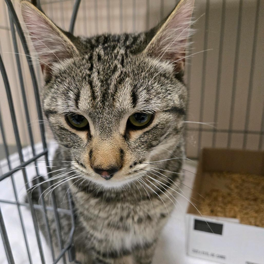 Achillobater, a Adoptable Domestic Short Hair in Branson, MO image 6/6