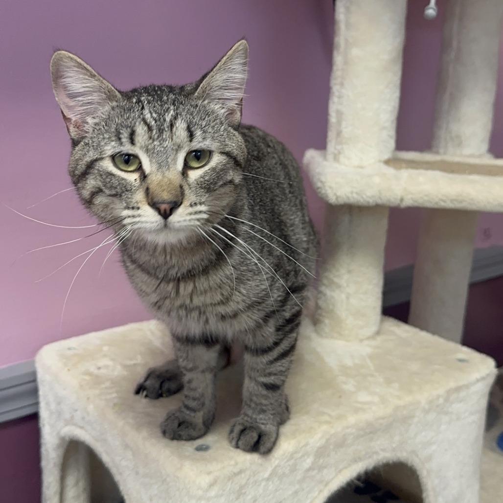 Enlarge Achillobater, a Adoptable Domestic Short Hair in Branson, MO image 6/6