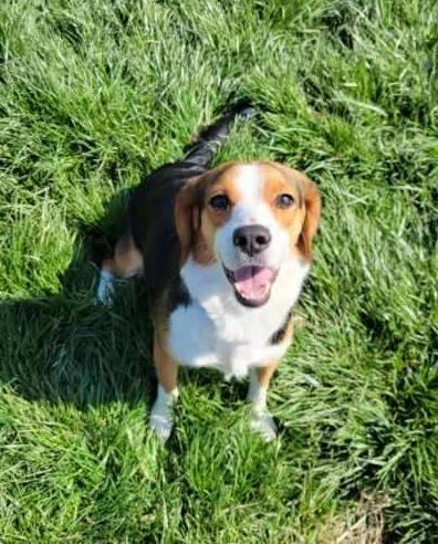 GYPSY, Adopted, Adult Female Beagle.