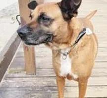 Honey, a Adoptable mixed breed in SAN DIEGO, CA image 5/5