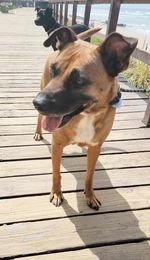 Honey, a Adoptable mixed breed in SAN DIEGO, CA image 4/5