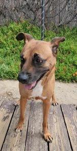 Honey, a Adoptable mixed breed in SAN DIEGO, CA image 2/5