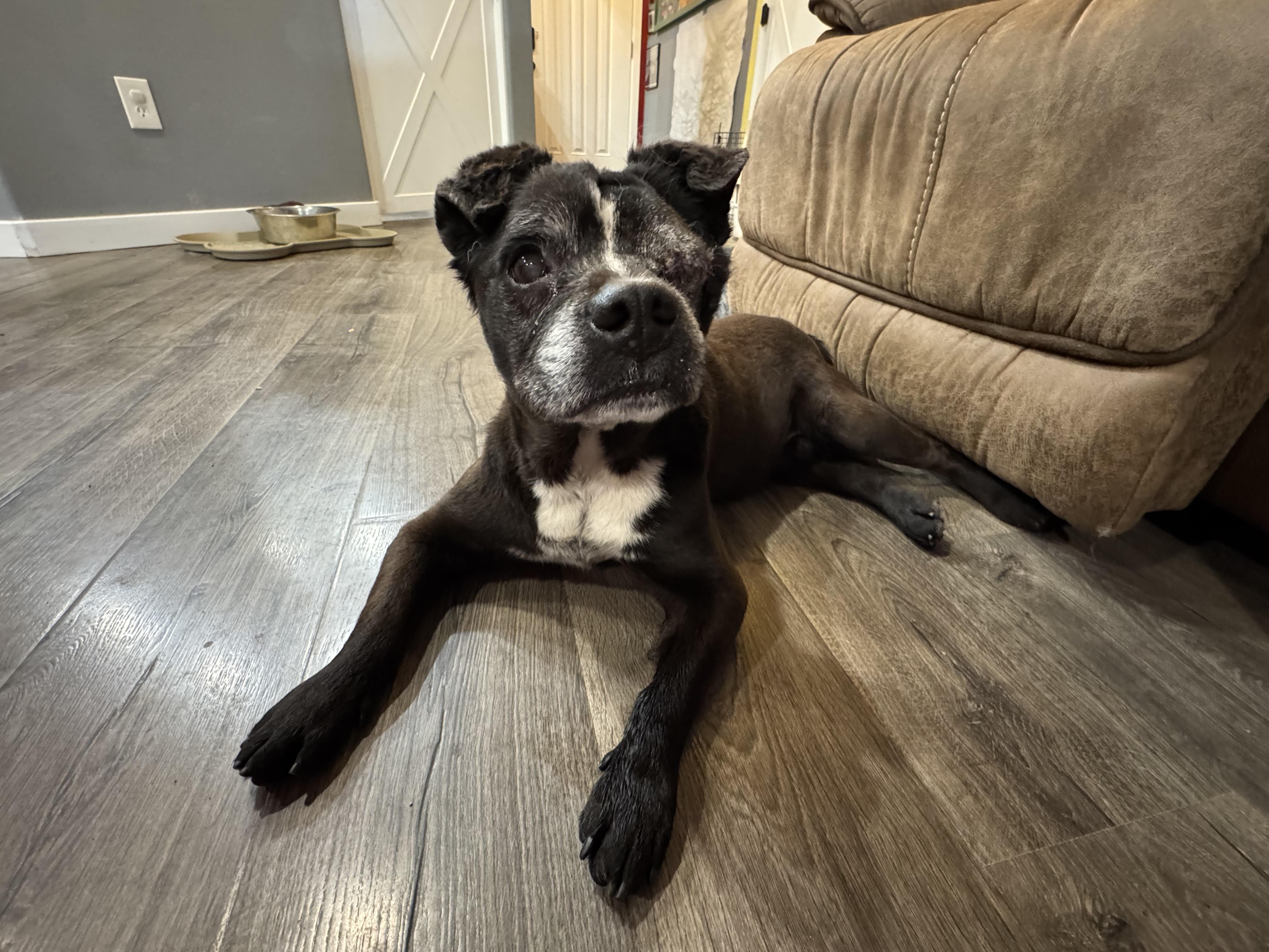 Boss, a Adoptable mixed breed in Boise, ID image 2/3