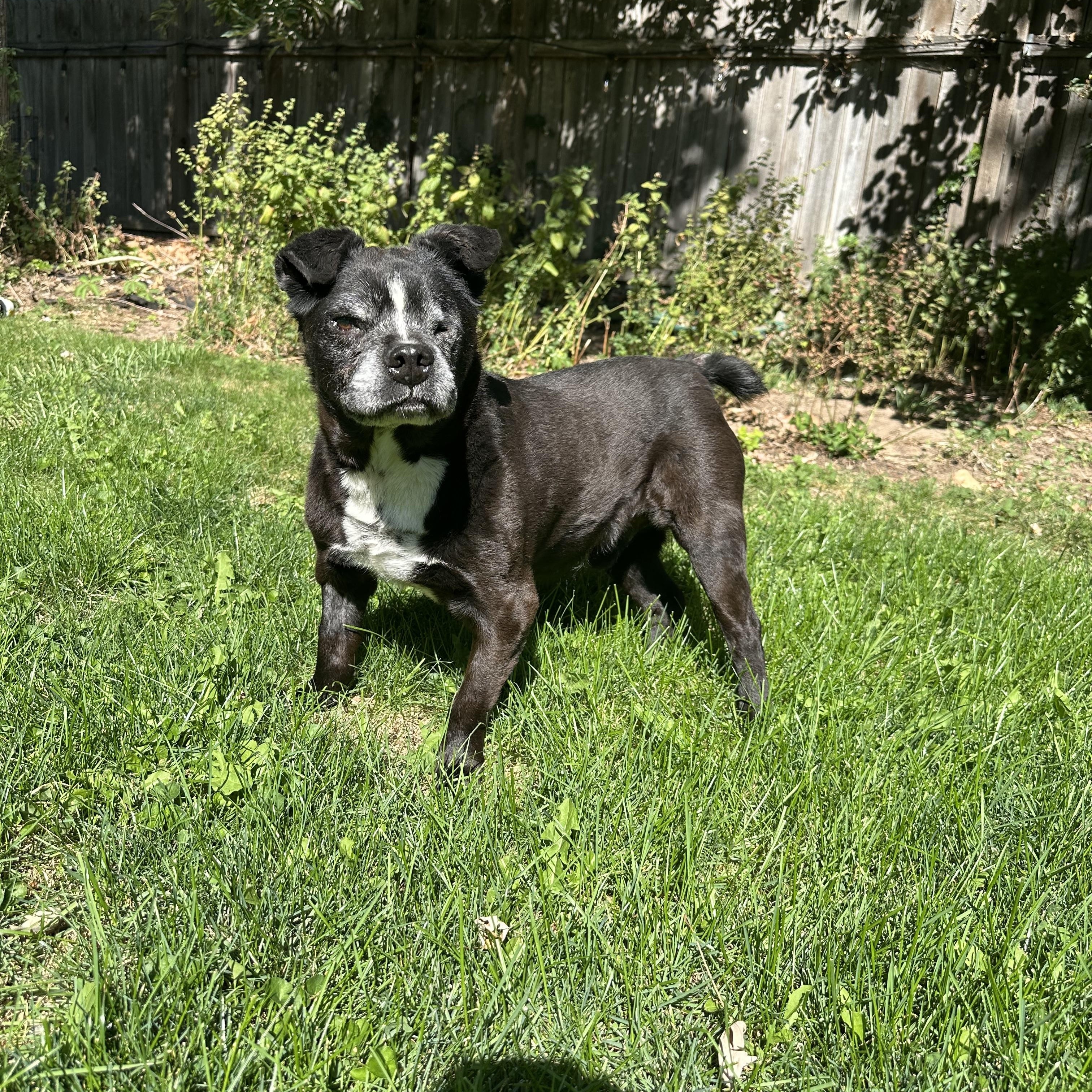 Enlarge Boss, an adopted mixed breed in Boise, ID image 5/6