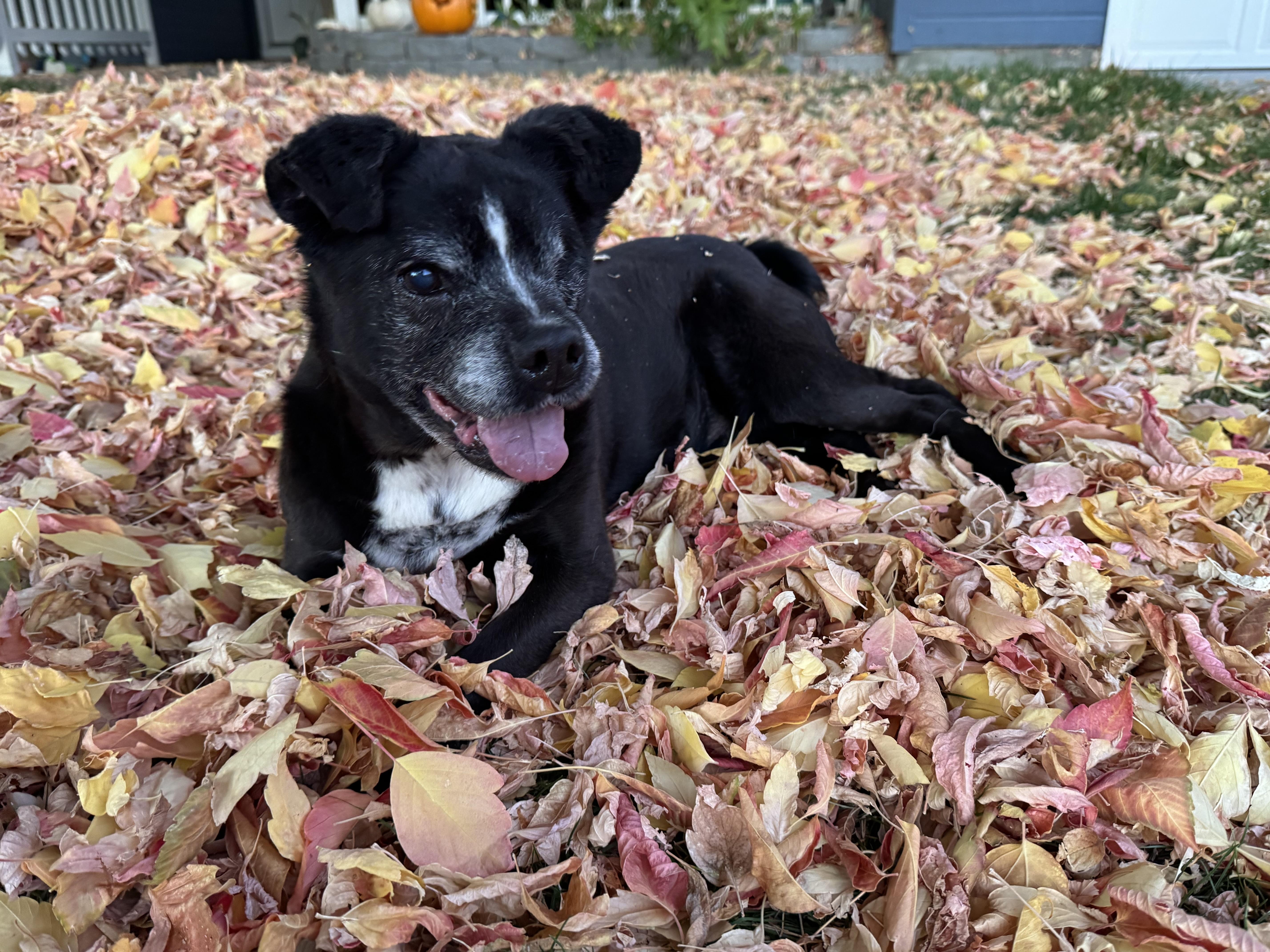 Enlarge Boss, an adopted mixed breed in Boise, ID image 1/6