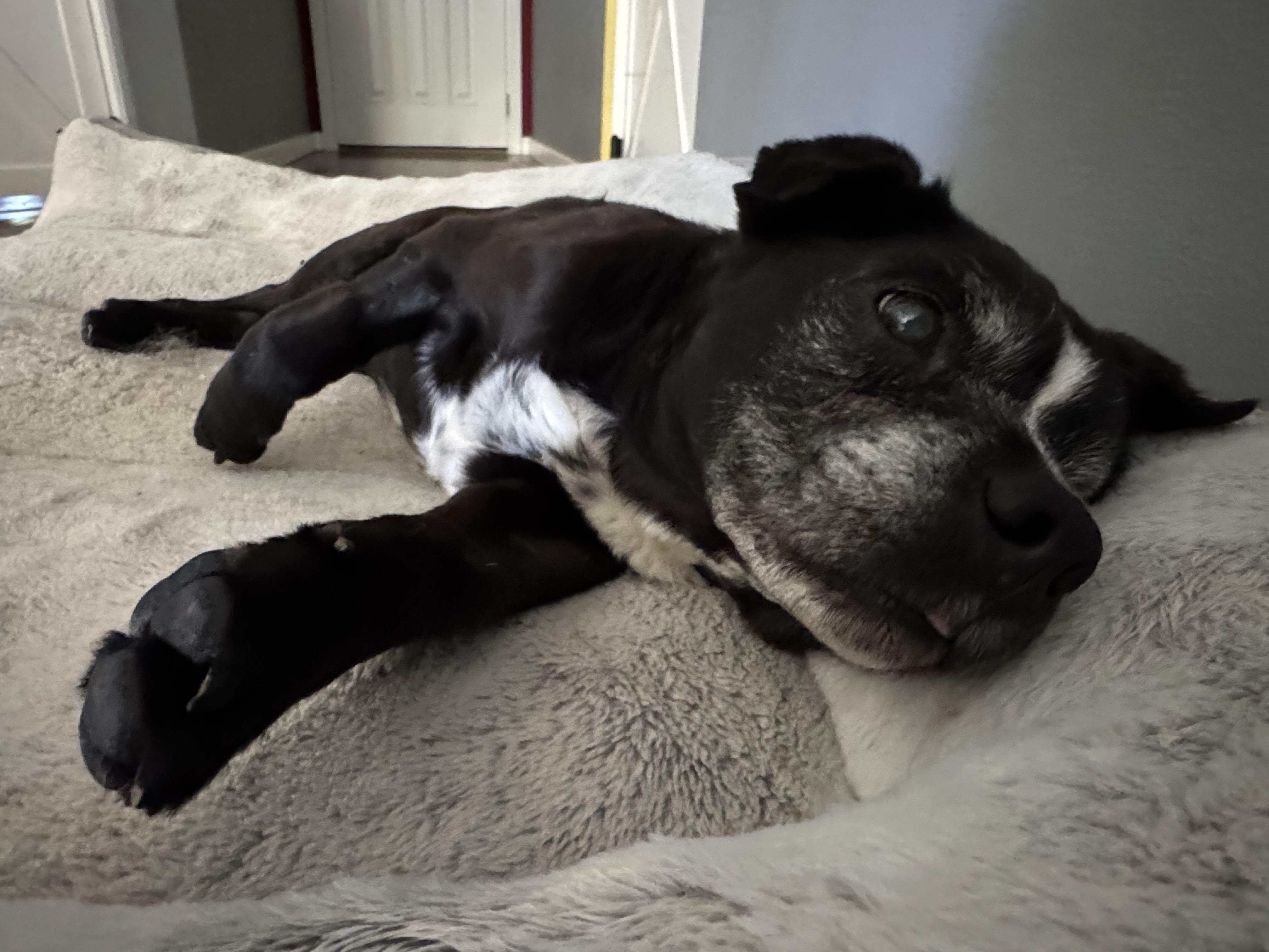 Enlarge Boss, an adopted mixed breed in Boise, ID image 6/6