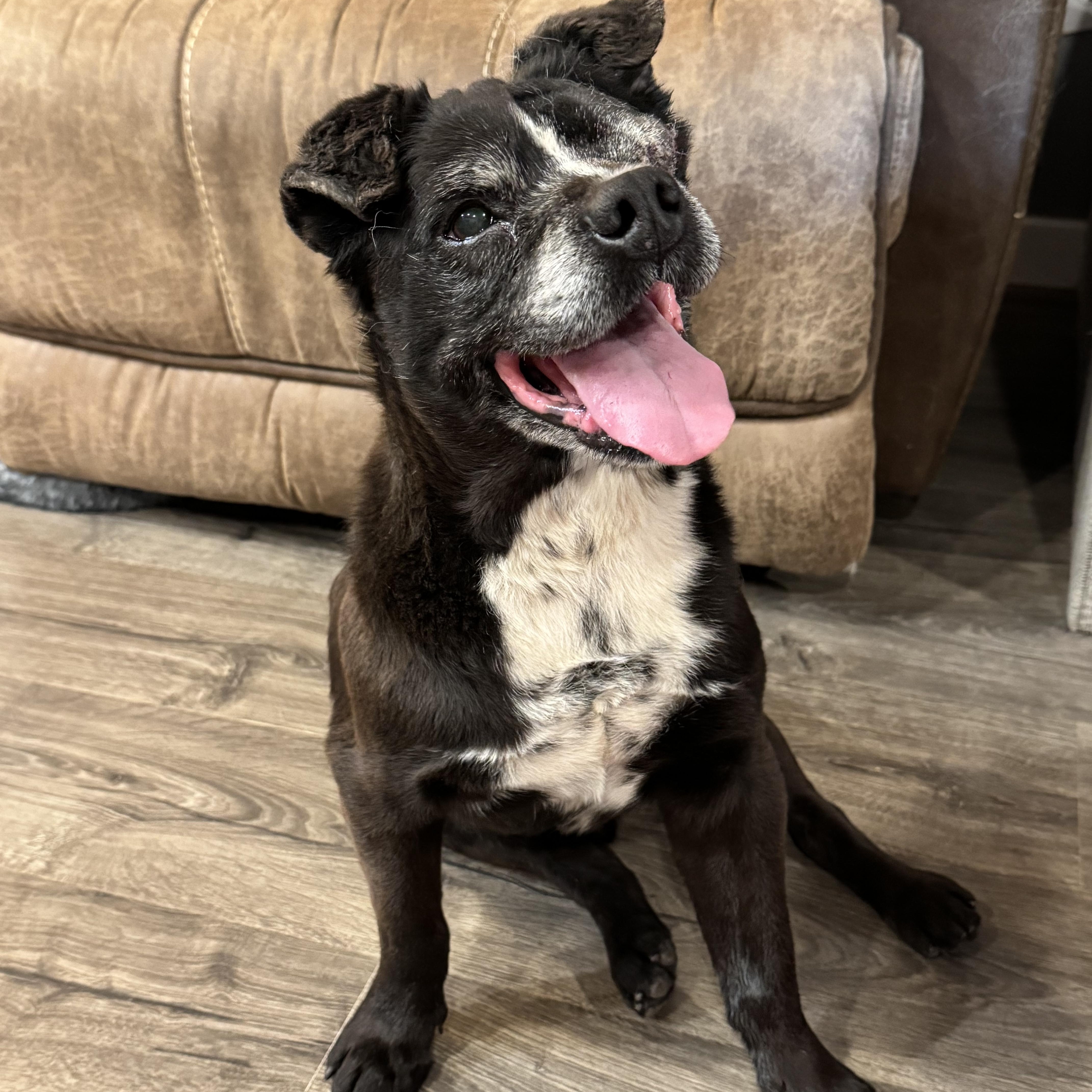 Boss, Adoptable, Senior Male Boston Terrier & Pug.