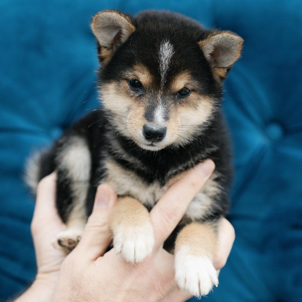 Enlarge Gideon, a ADOPTABLE Shiba Inu in Zionsville, IN image 1/1