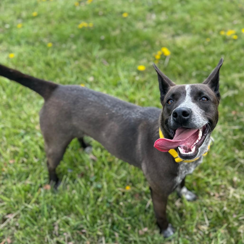 Coco, Adoptable, Young Female Mixed Breed & Mixed Breed.