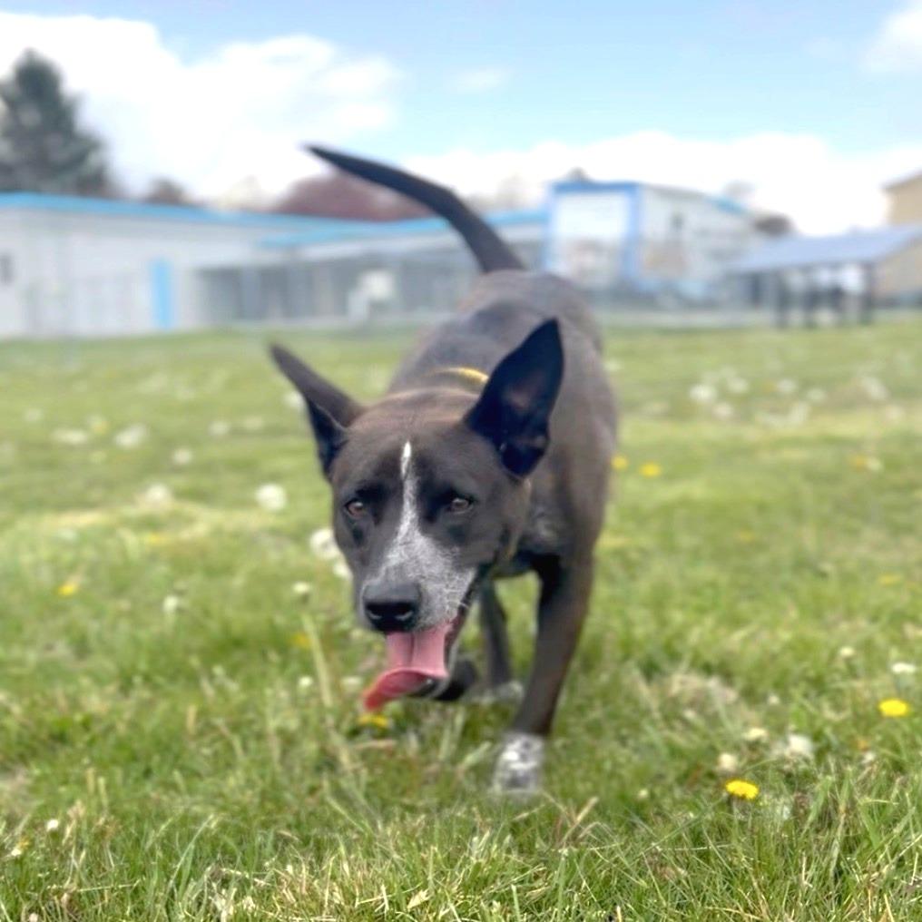 Enlarge Coco, a Adoptable mixed breed in Hendersonville, NC image 2/5
